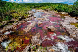 Caño Cristales – dòng sông ngũ sắc đẹp như bước ra từ hành tinh khác