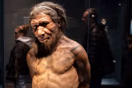 Não người Neanderthal lớn hơn chúng ta: Họ thông minh đến đâu? 