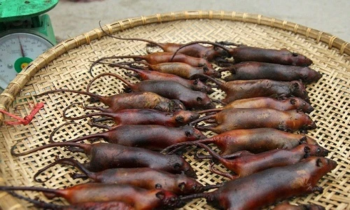 Hà Nội vào mùa thịt chuột: Đổ về Thạch Thất nhậu đặc sản