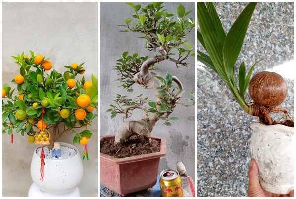 Bonsai tí hon quất, sung, đào...giá mềm, hút khách dịp Tết