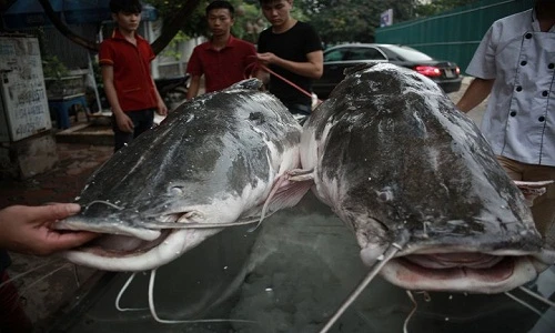 Cá lăng khủng 300kg "bơi" từ Campuchia về Hà Nội phục vụ dân nhậu