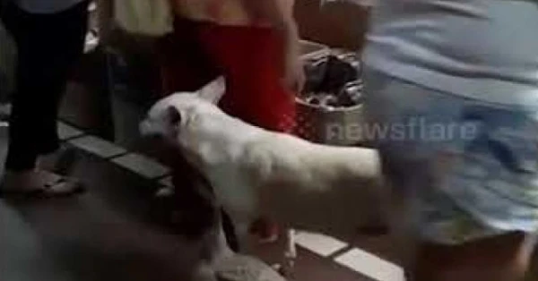 Video: Chú vịt và cún cưng ngoan ngoãn theo cụ bà đi dạo quanh chợ
