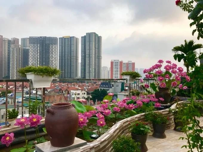 Ngắm hồ sen đẹp rực rỡ trên sân thượng