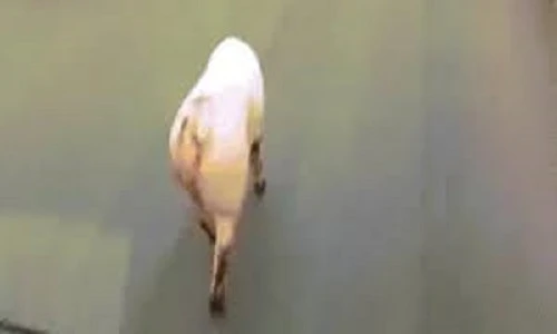 Video: Lợn gây tắc đường vì dáng đi “gợi cảm” 