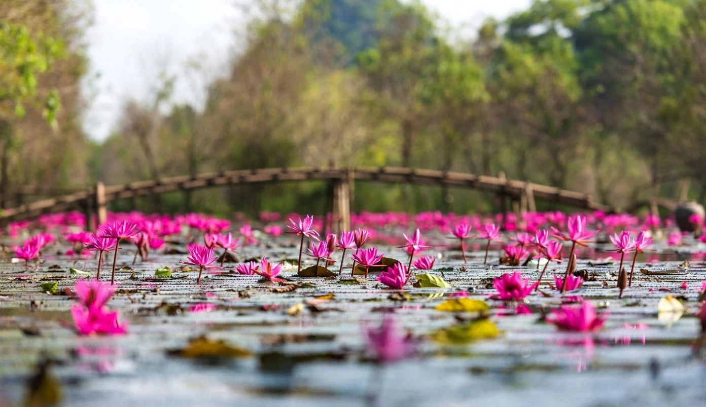 Ngắm hoa súng ‘tô hồng’ suối Yến