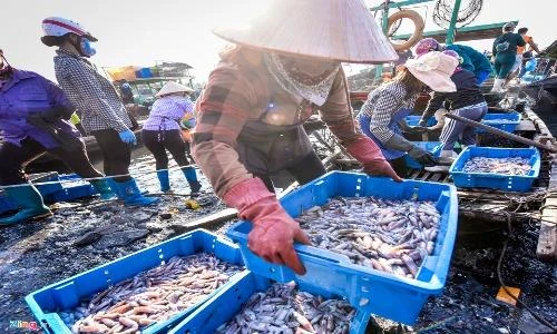 Muôn màu bức tranh chợ cá Bến Do sáng sớm ở Quảng Ninh