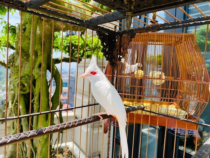 Mãn nhãn siêu phẩm chim cảnh cực độc, vài trăm triệu đồng/con