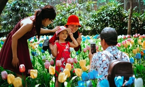 Khách kéo nhau chụp hình, giẫm nát vườn hoa hồng hoa tulip trong ngày đầu xuân