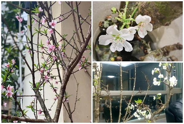Lê, đào rừng trái mùa thành "hàng hiếm"... chị em HN lùng mua