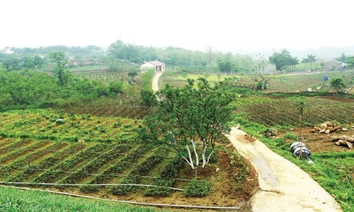 Bên trong trang trại rau hữu cơ lớn nhất Hà Nội