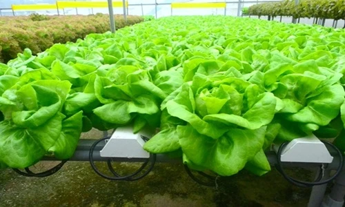 Mỏi mắt ngắm nông trại rau không cần đất thu tiền tỷ