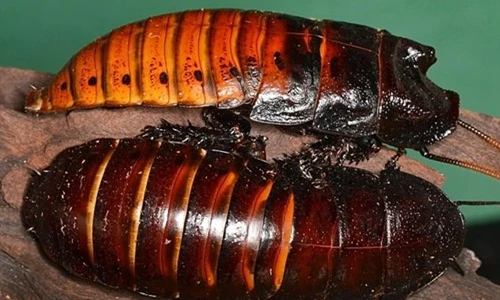 Giật mình những thú cưng quá dị của giới nhà giàu 