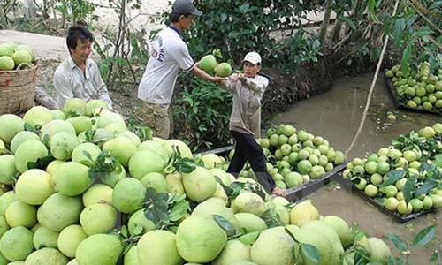Lạ lùng thương lái Trung Quốc ráo riết mua trái cây non