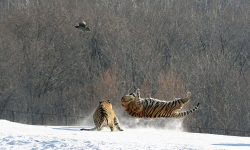 Hổ Siberia ngã chổng kềnh khi nhảy lên đớp mồi