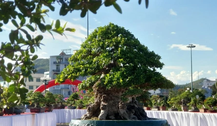 “Đại lão ngâu” được ngã giá hơn 1 tỷ chủ quyết không bán