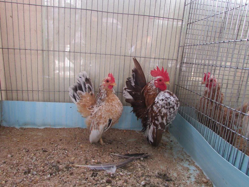 Loài gà bé xíu giá bạc triệu, dân chơi có tiền chưa chắc mua được