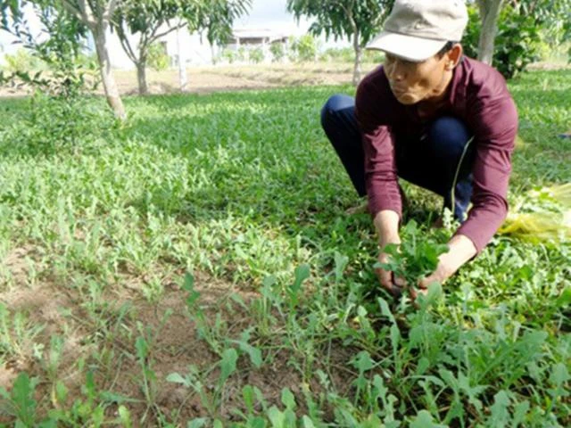 “Lộc trời” xưa vứt đi, nay đem về trồng không cần chăm vẫn có tiền triệu