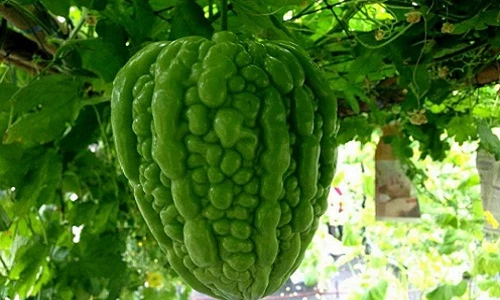 Chị em phát sốt với khổ qua trái tim lần đầu xuất hiện