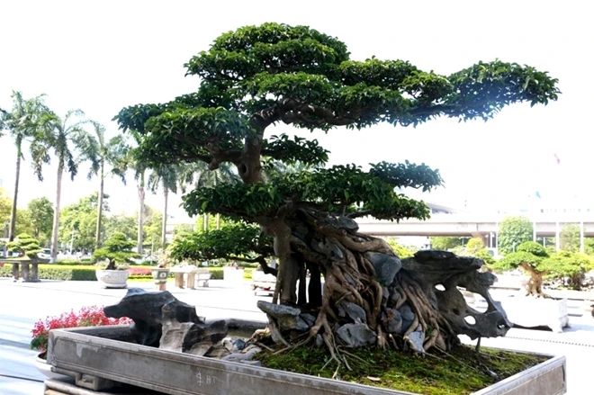 Sanh cổ ôm đá đẹp hiếm có khiến đại gia gạ đổi 4 lô đất