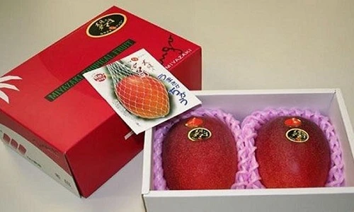 Xoài sang chảnh nhất thế giới giá 54 triệu đồng một cặp