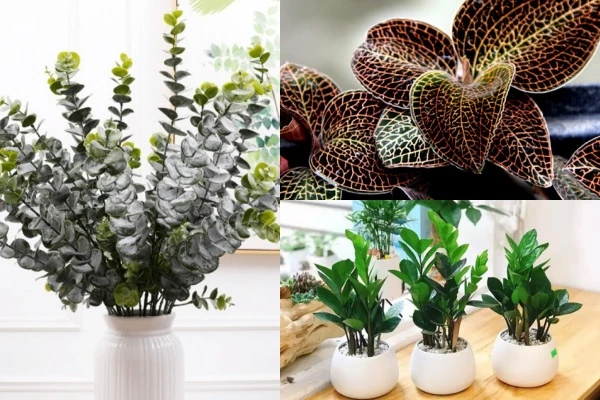 3 loại cây nghe tên đã thấy “mùi tiền” giúp người dân “hốt bạc“