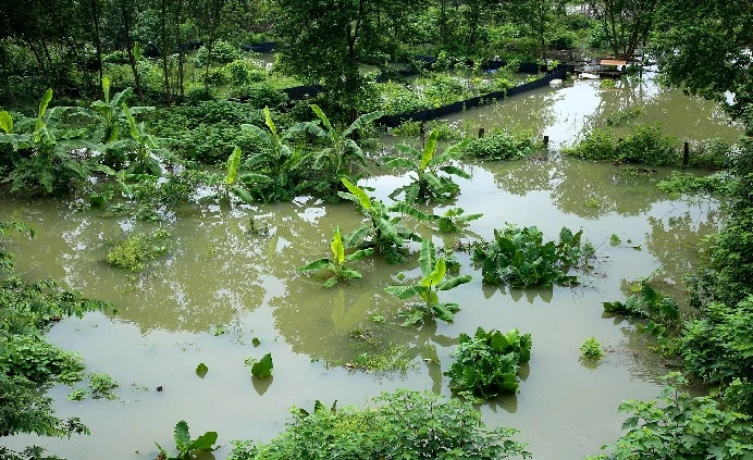 Hình ảnh nước sông Hồng dâng cao gây ngập lụt nhiều nơi ở Hà Nội