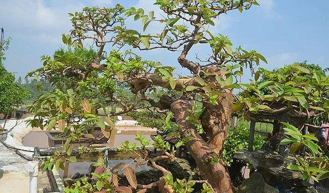 Ngắm ổi thế song hoành đại gia chi 2 tỷ không thể sở hữu