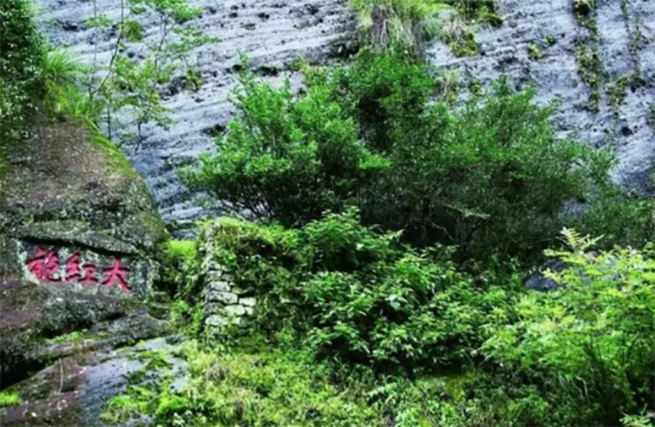 Những điều chưa biết về loại lá cây “đắt hơn vàng ròng“