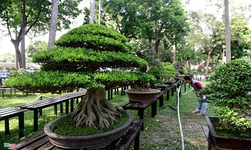 Ảnh: Kỳ hoa dị thảo đổ về hội hoa xuân lớn nhất Sài Gòn