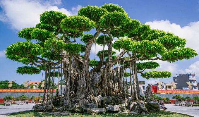 “Siêu cây” đại gia nước ngoài chi gần 500 tỷ không mua nổi