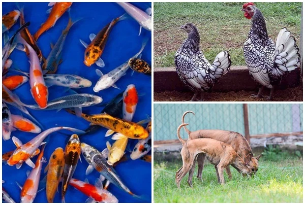 Thú cưng “quý tộc” nhà giàu Việt: Giá trên trời... khó nuôi