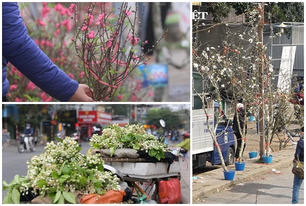 Lê rừng, đào nhỏ và hoa bưởi... hút khách ngày rằm Tháng Giêng