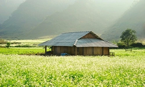 Mùa hoa tam giác mạch đẹp ngất ngây ở Mộc Châu