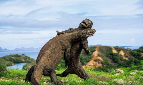 Ảnh động vật tuần: Rắn hai đầu, rồng Komodo tử chiến
