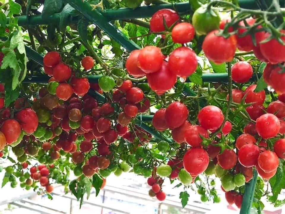 Chỉ 2 thùng xốp, mẹ đảm Hà Nội sở hữu vườn cà chua trĩu quả