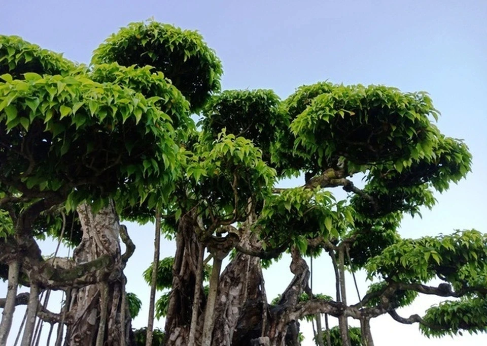 Cây dại thành bonsai dáng cực đẹp, tiền tỷ cũng khó mua