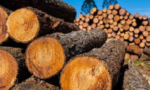 Loại gỗ đắt “hơn vàng ròng”, được xem như “báu vật”