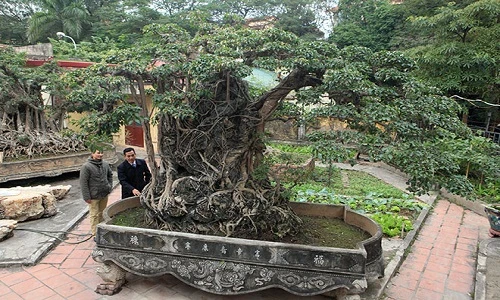 Đổi 8 lô đất giá triệu USD lấy cây sanh cổ nhất châu Á