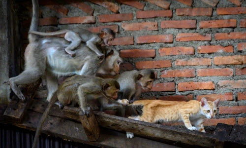 Ảnh động vật: Đàn khỉ đuổi bắt mèo trong tòa nhà hoang