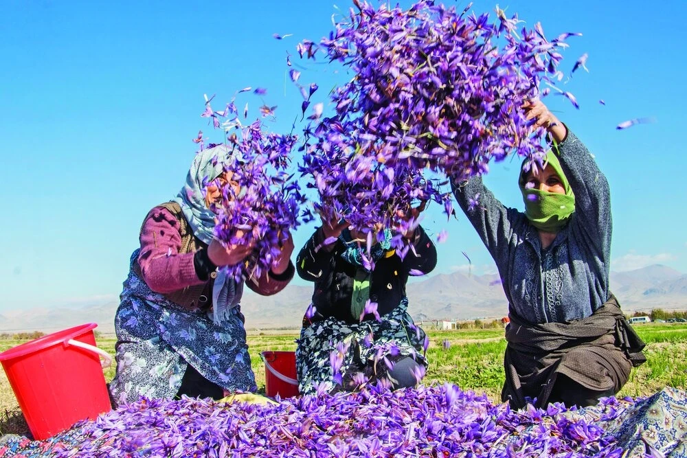Đột nhập thủ phủ sản xuất “vàng đỏ” hàng tỷ đồng/kg tại Iran