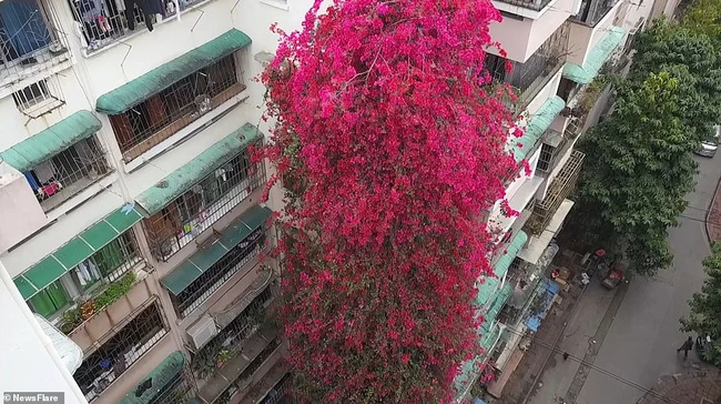 Giàn hoa giấy khổng lồ như thác đỏ khiến CĐM mê mẩn
