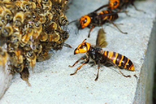 Video: Đàn ong bắp cày tấn công, cướp tổ đối thủ