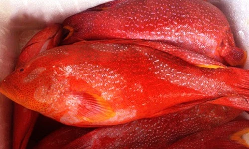 Mục sở thị cá mú đỏ triệu đồng/kg "hút" nhà giàu Việt