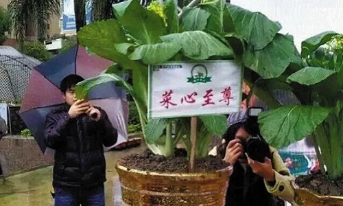Choáng những loại rau đắt hơn vàng dành cho tỷ phú