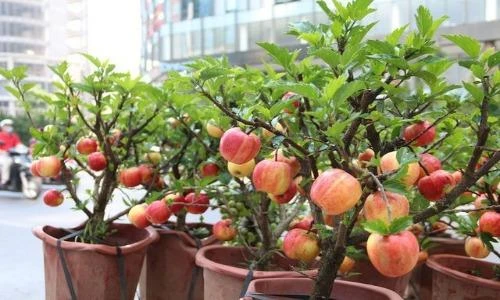 Siêu phẩm chỉ có ở chợ ngày Tết: Táo bonsai trên cây dâm bụt