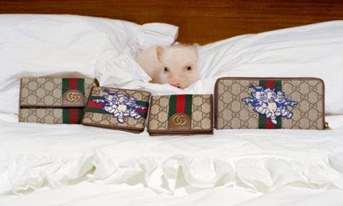 Hình ảnh lợn con xuất hiện trên loạt hàng hiệu Gucci