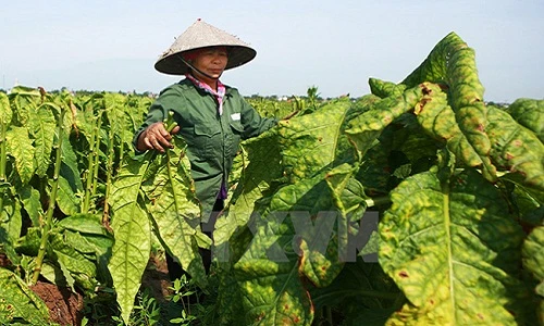 “Say” mùi thuốc lào trong mùa thu hoạch lá ở Hải Phòng 