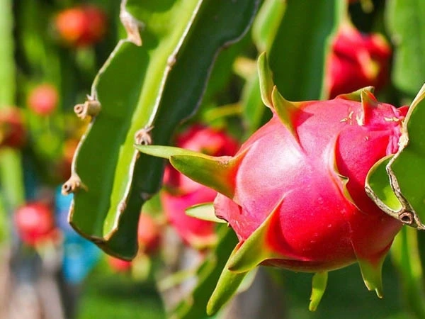 Tận thấy loại quả lật đổ sầu riêng, soán ngôi “vua trái cây Việt“