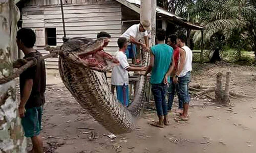 Ảnh động vật tuần: Trăn khổng lồ tấn công người, hươu đuôi trắng đẹp