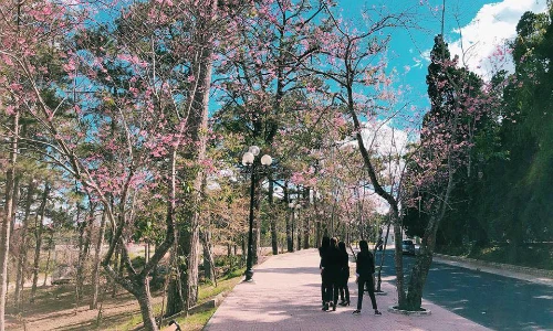 Mê đắm góc sống ảo chìm trong mùa mai anh đào ở Đại học Đà Lạt